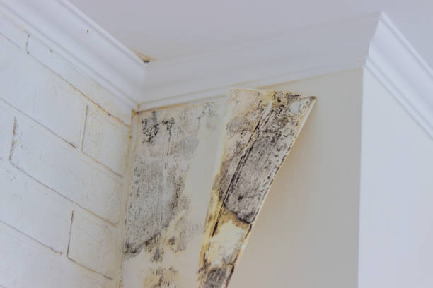 Mold Remediation for Rental Properties in Andrews, TX